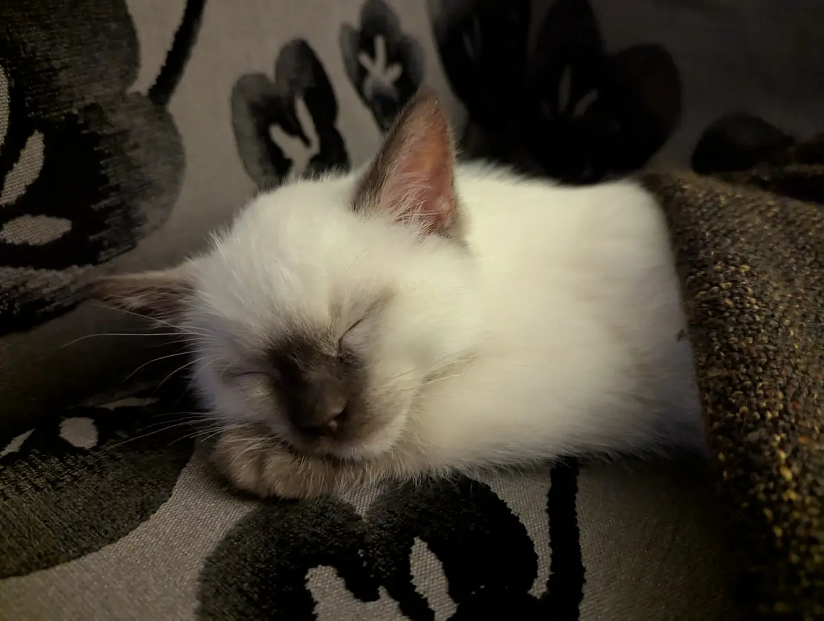 A small white cat with dark points on its face and ears is sleeping peacefully on a patterned couch. The cat's eyes are…