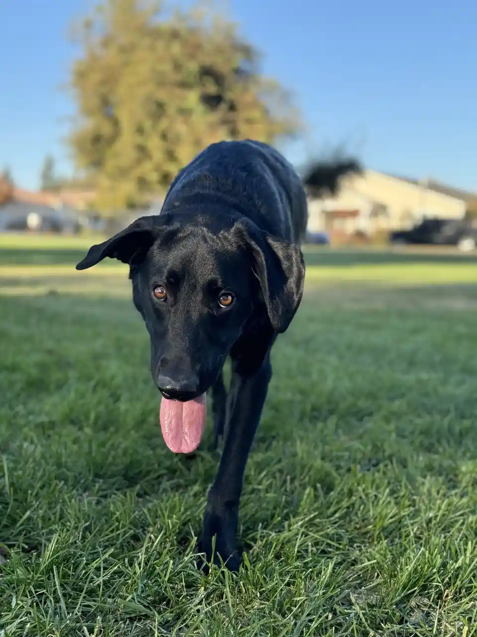 A black dog with floppy ears and a pink tongue sticking out walks toward the camera on green grass under a blue sky. The…