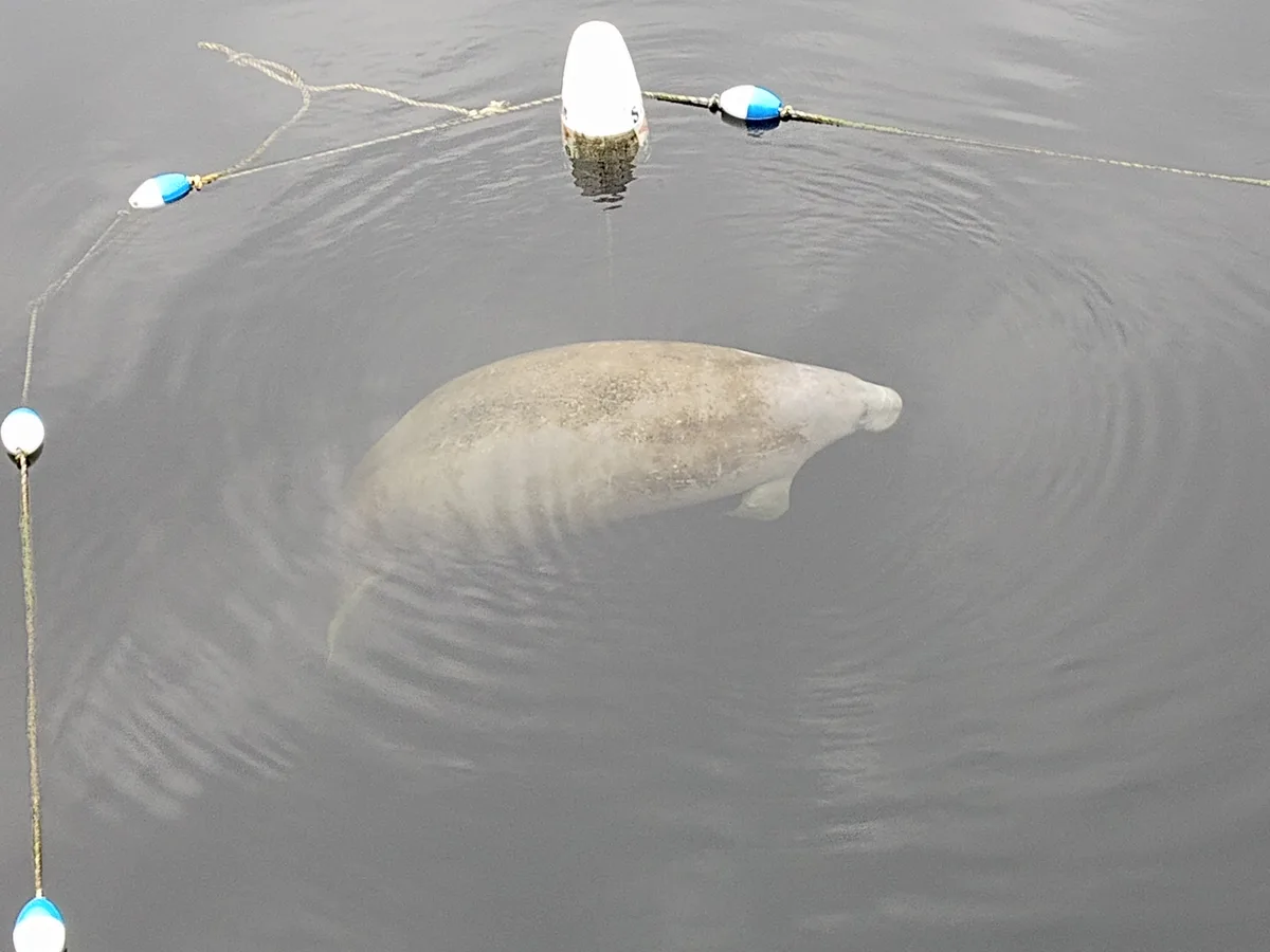A manatee is partially submerged in murky water, its body visible beneath the surface near a fishing net marked by white and…