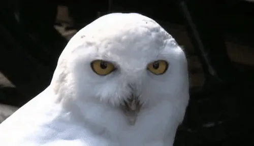 A white snowy owl is shown in six panels, with the first panel showing the owl looking straight ahead, and the next five…
