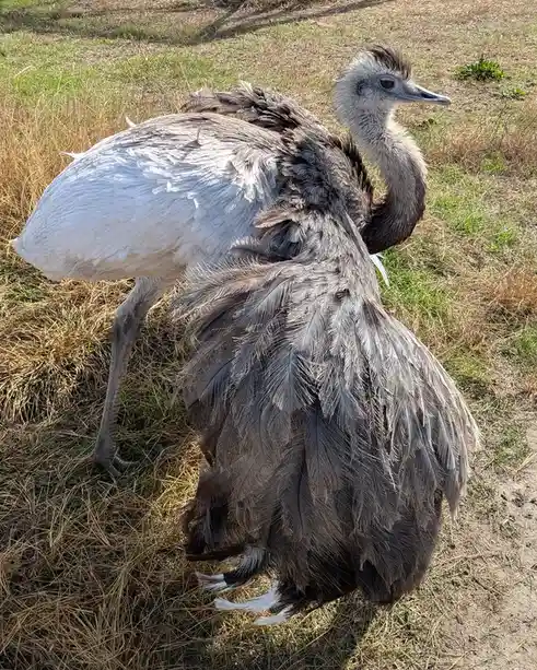 A large bird, likely an ostrich or emu, stands in dry grass with its body turned away, showing a fluffy, messy gray and…
