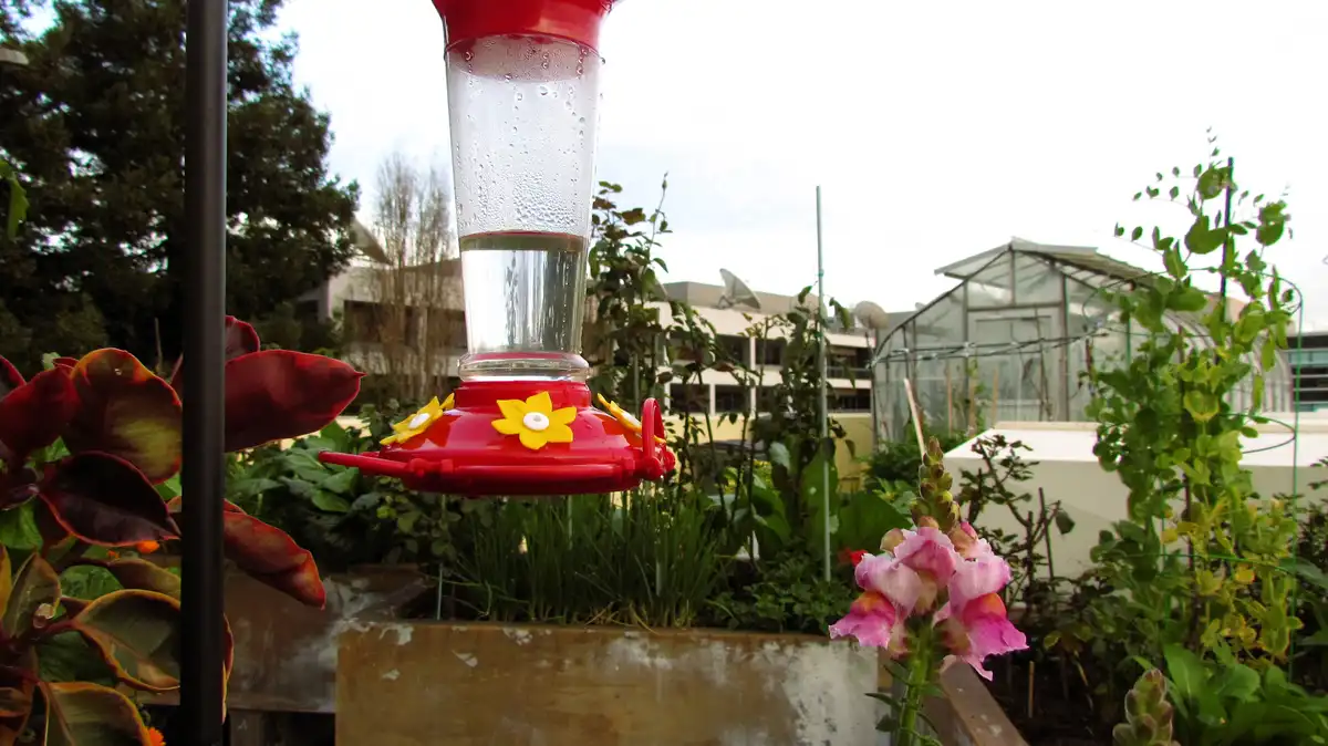 A red hummingbird feeder with yellow flower decorations hangs in a garden, surrounded by plants and flowers, with a…