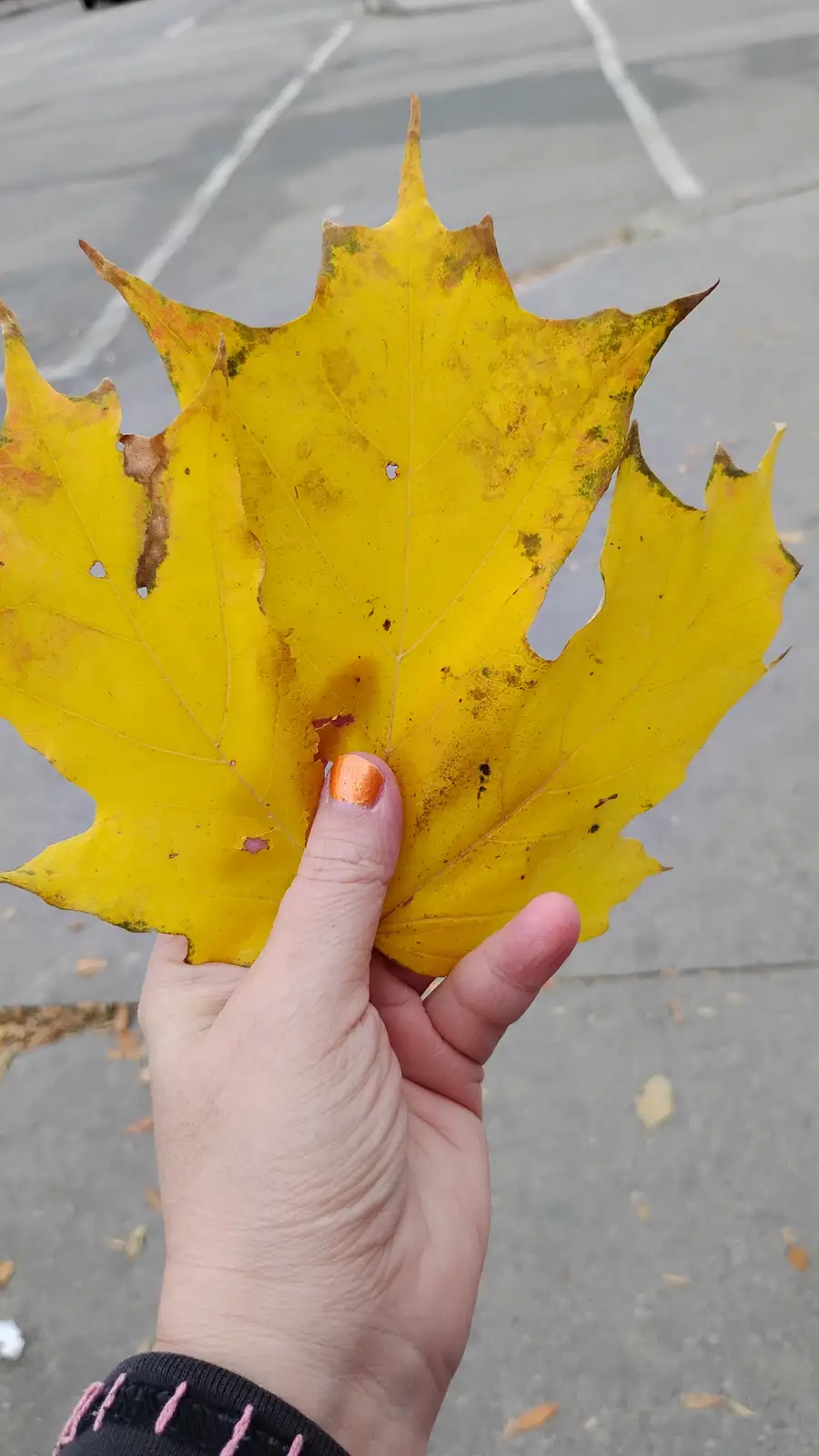 A hand holds up a large, bright yellow maple leaf with some brown edges and small holes, against a blurred background of a…