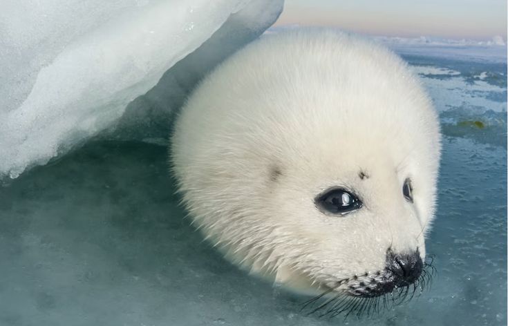 A fluffy white baby seal pup peeks out from under a chunk of ice, looking directly at the camera with large, expressive…