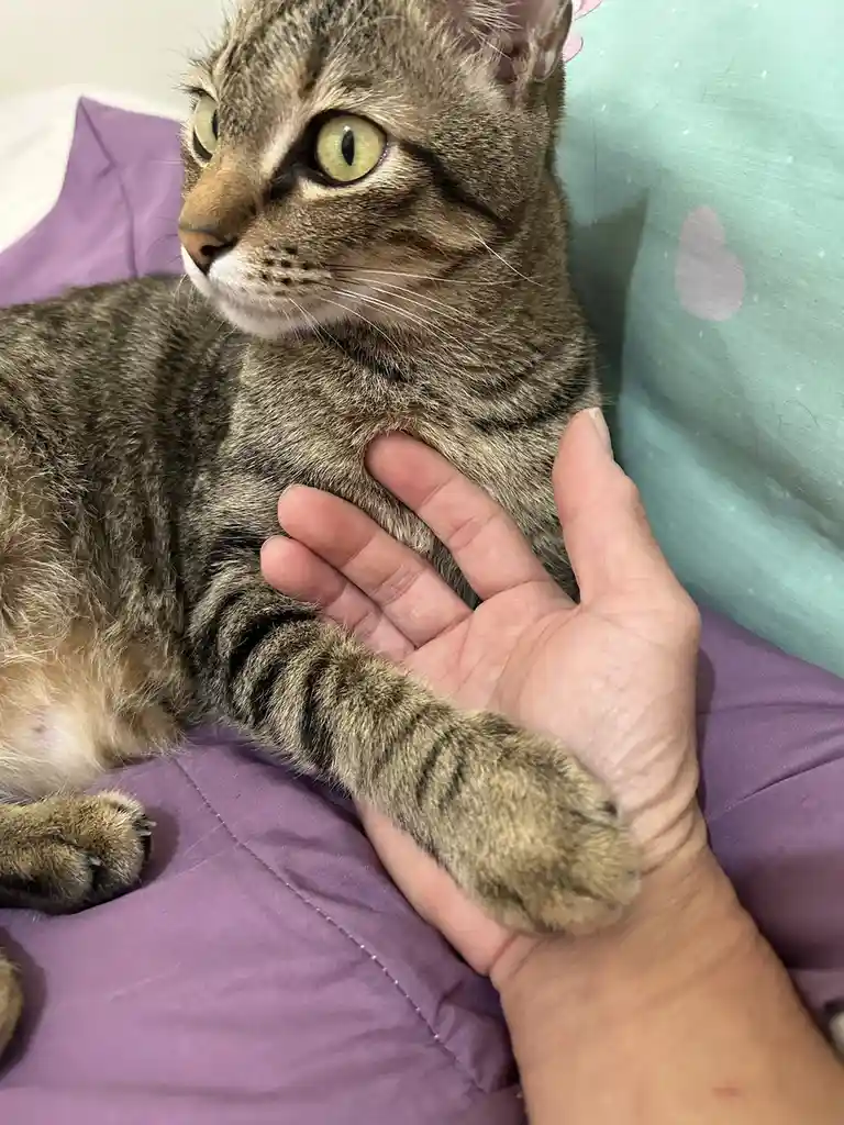 A tabby cat with wide, green eyes looks away while a human hand gently rests on its chest; the cat's front paw is placed on…