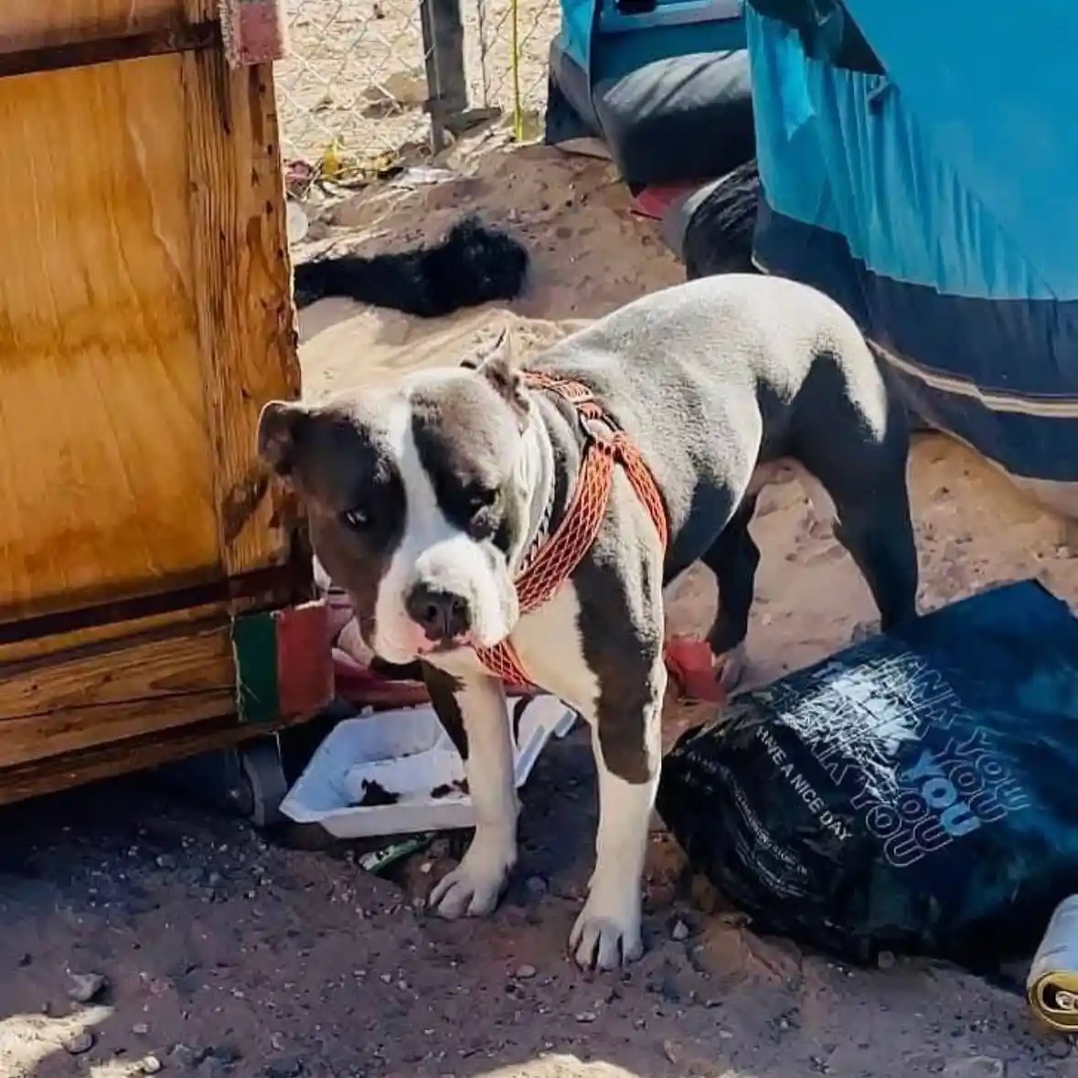 A muscular grey and white pit bull-type dog wearing an orange harness stands in a dusty, outdoor setting next to a wooden…