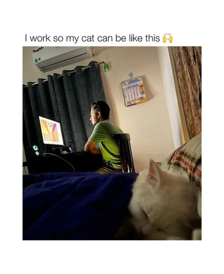 A person in a green shirt sits at a desk facing a computer monitor, while a white cat sleeps peacefully on a bed in the…