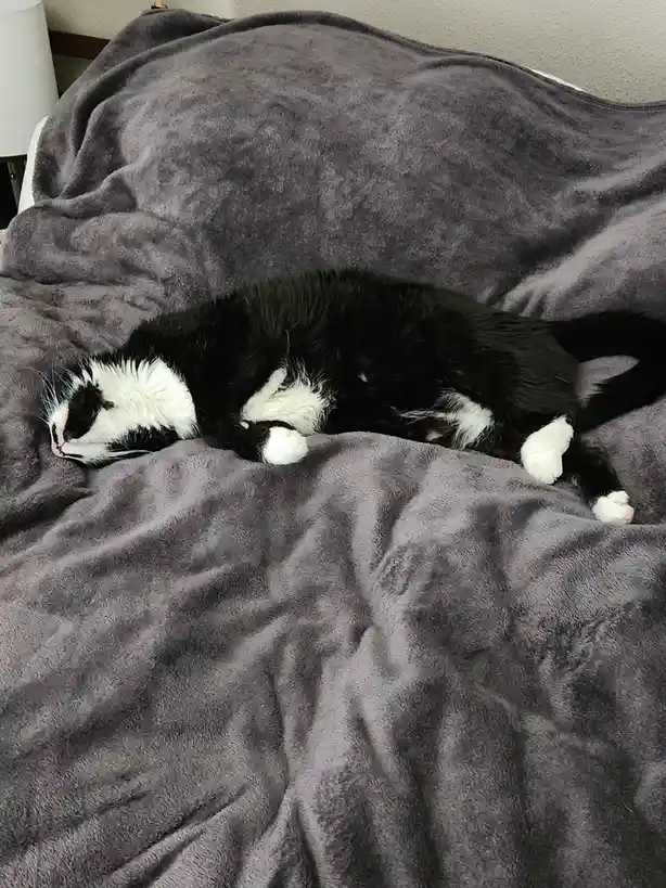 A black and white cat is curled up and sleeping soundly on a plush grey blanket, its body relaxed and paws tucked in. The…