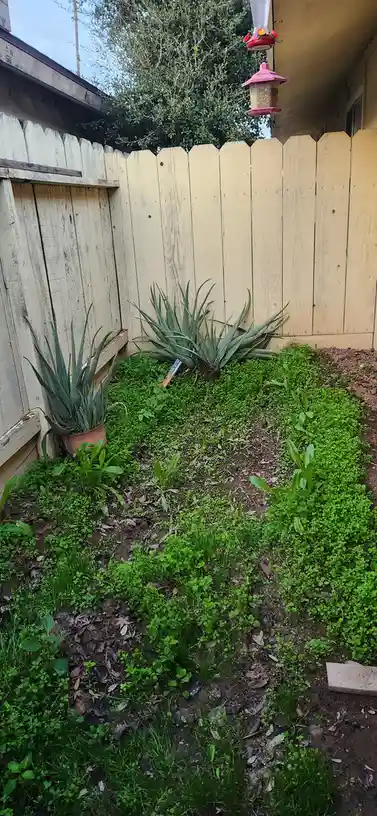 A backyard garden with two aloe vera plants, one potted and one in the ground, surrounded by dense green weeds and grass. A…