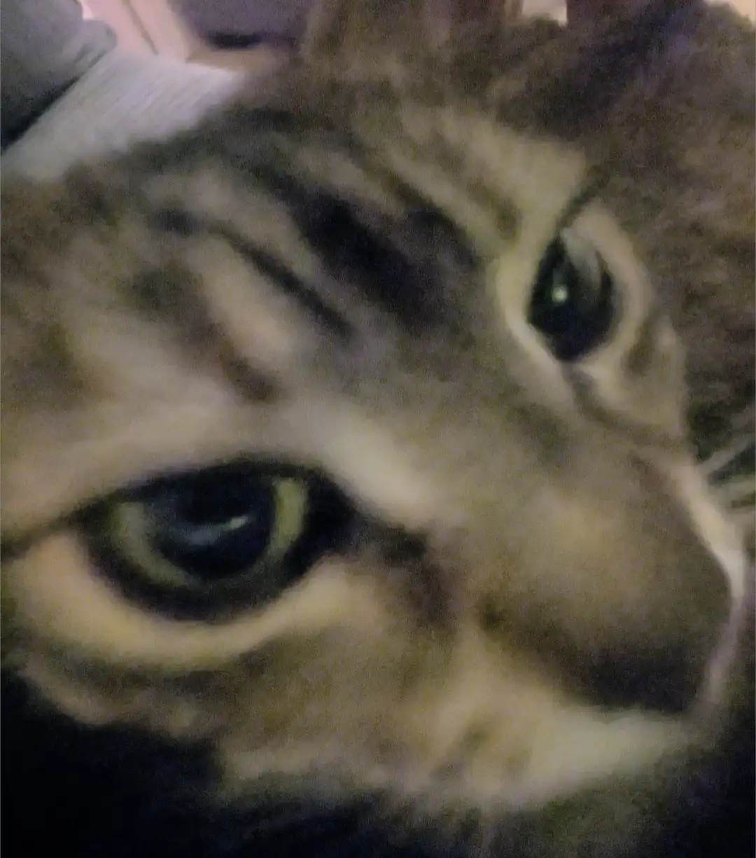 a blurry, close-up photo of a tabby cat's face, showing its large, expressive eyes and striped fur, with the overlaid text…