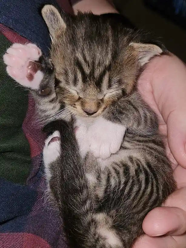 A tiny tabby kitten with closed eyes and a white chest is being held gently in a person's hand, one paw raised near its…