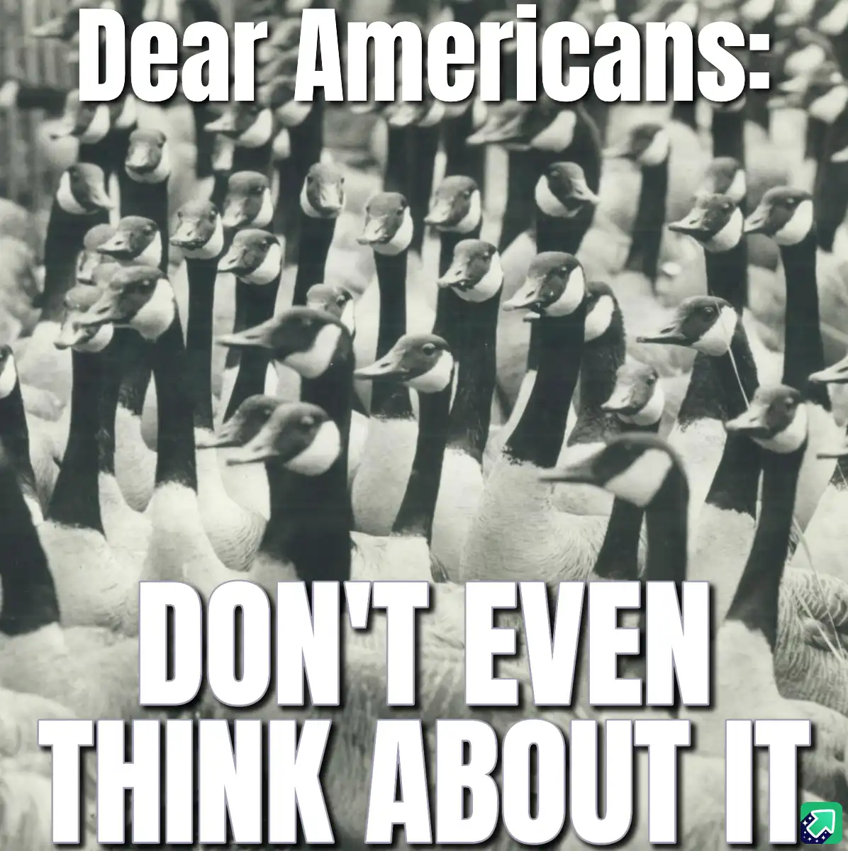 A black-and-white photo shows a large, dense flock of geese, all facing forward with their long necks and distinctive…