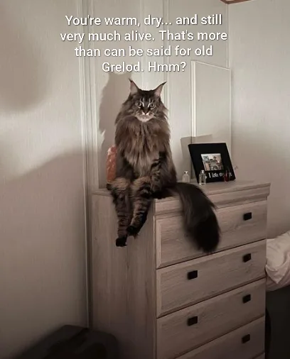 A fluffy long-haired cat sits perched on top of a light-colored wooden dresser, looking directly at the camera with a…