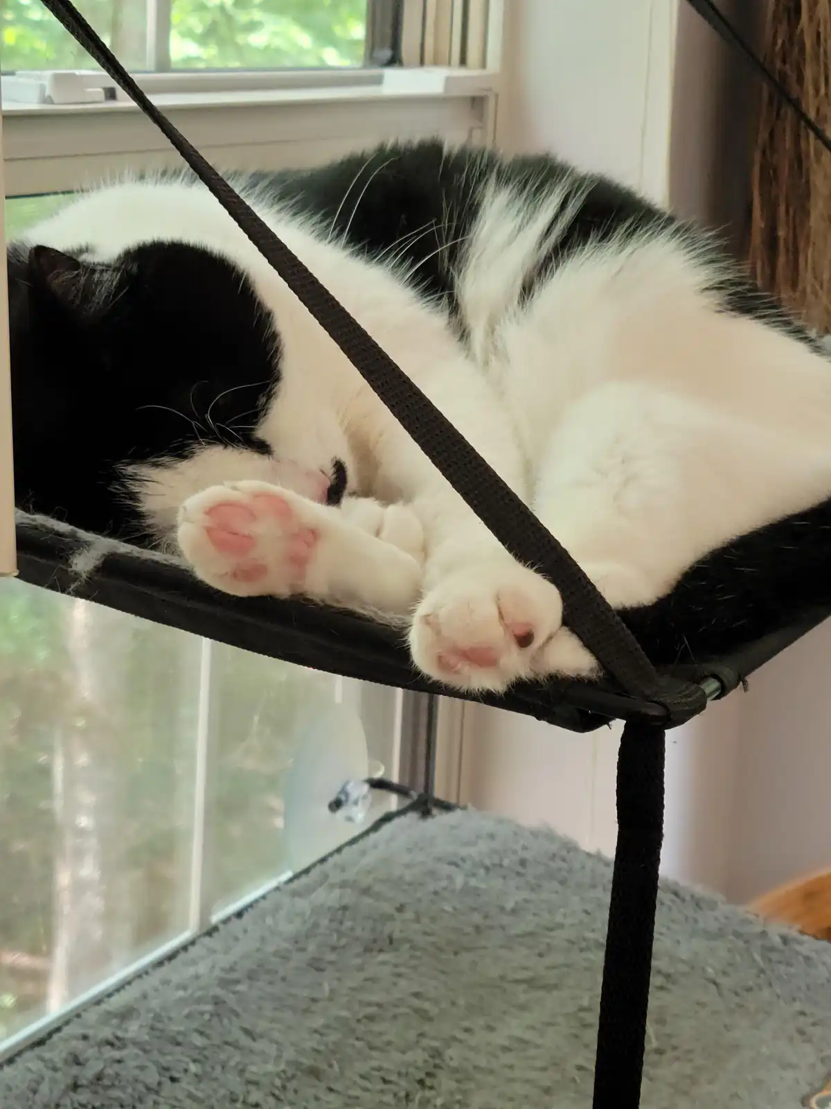 A black and white cat is curled up and sleeping soundly in a black fabric hammock suspended near a window. Its paws are…
