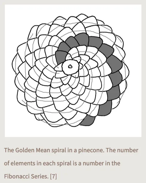 A black-and-white line drawing of a pinecone with spiraling scales, some shaded dark gray. Overlaid text explains that this…