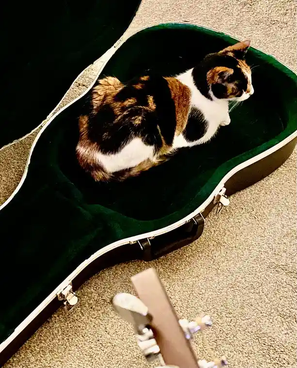 A calico cat with black, orange, and white fur is curled up and resting inside an open, dark green velvet guitar case lying…