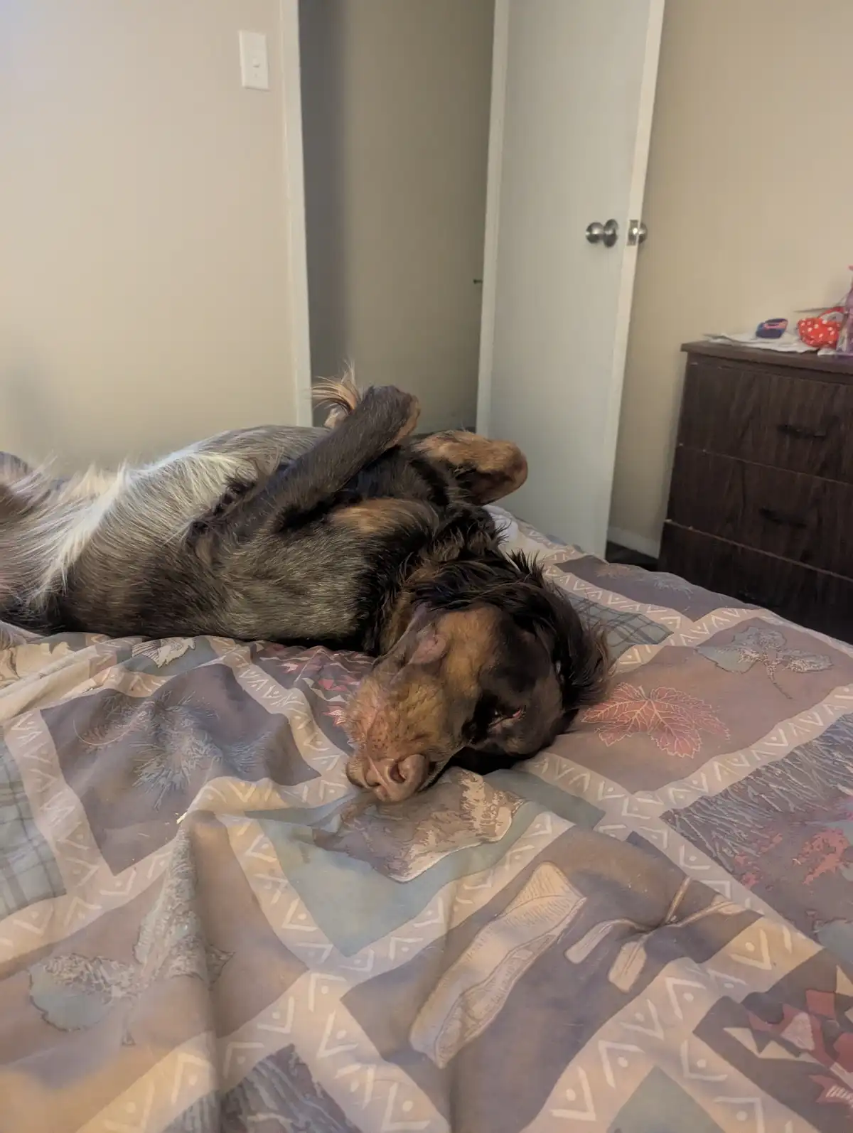 A brown and black dog is lying on its back on a patterned bedspread, one paw raised near its head, appearing deeply asleep…