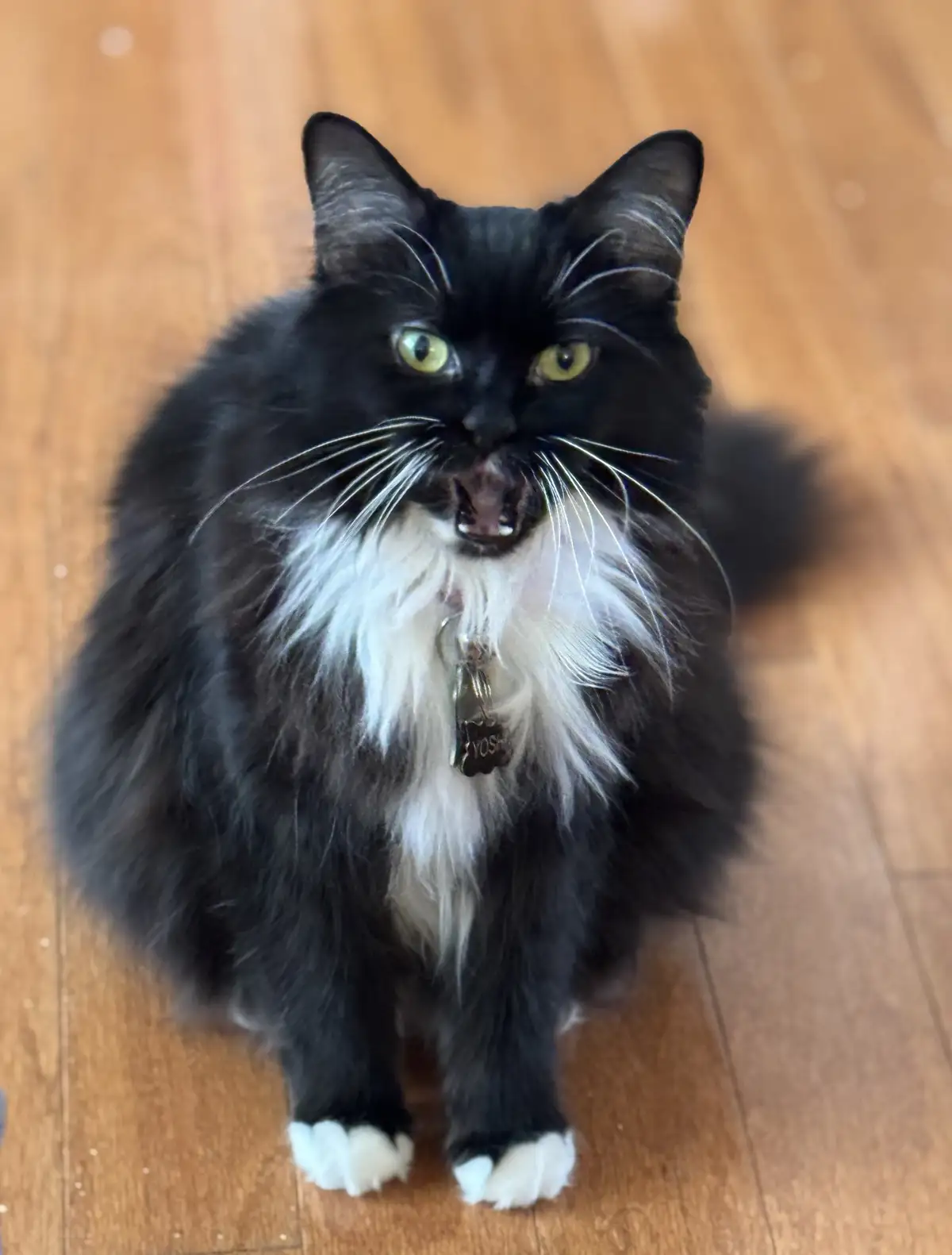 A fluffy black and white cat with green eyes sits on a wooden floor, looking directly at the camera with its mouth slightly…