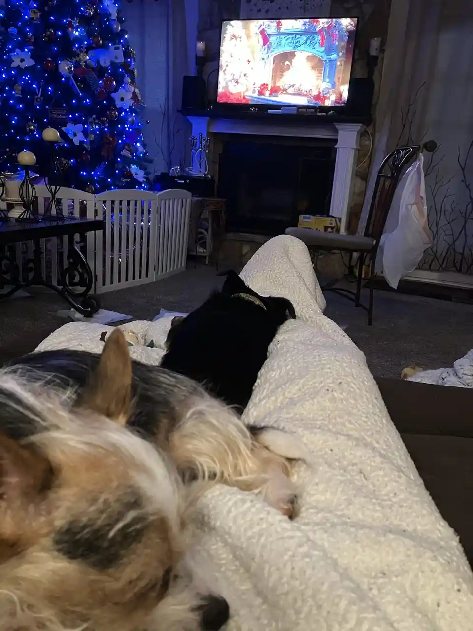 Merry Christmas from Nano, Milli, and Me!
