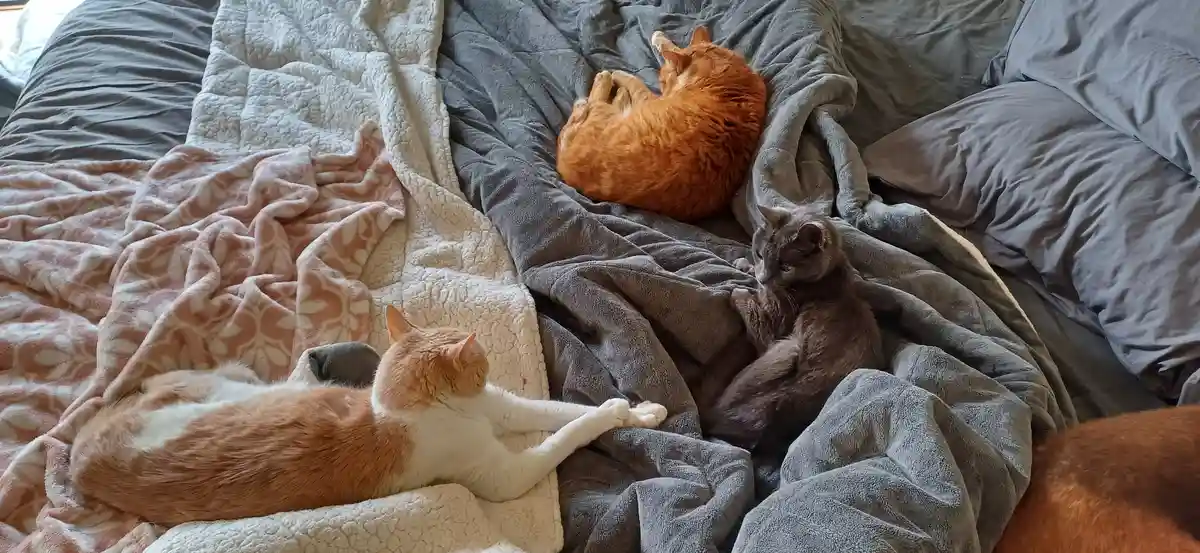 Three cats are lounging on a rumpled bed covered with grey and pink blankets. One orange tabby is curled up sleeping…
