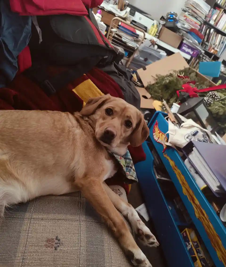 A light brown dog with floppy ears lies on a couch, looking directly at the camera with a calm, slightly melancholic…