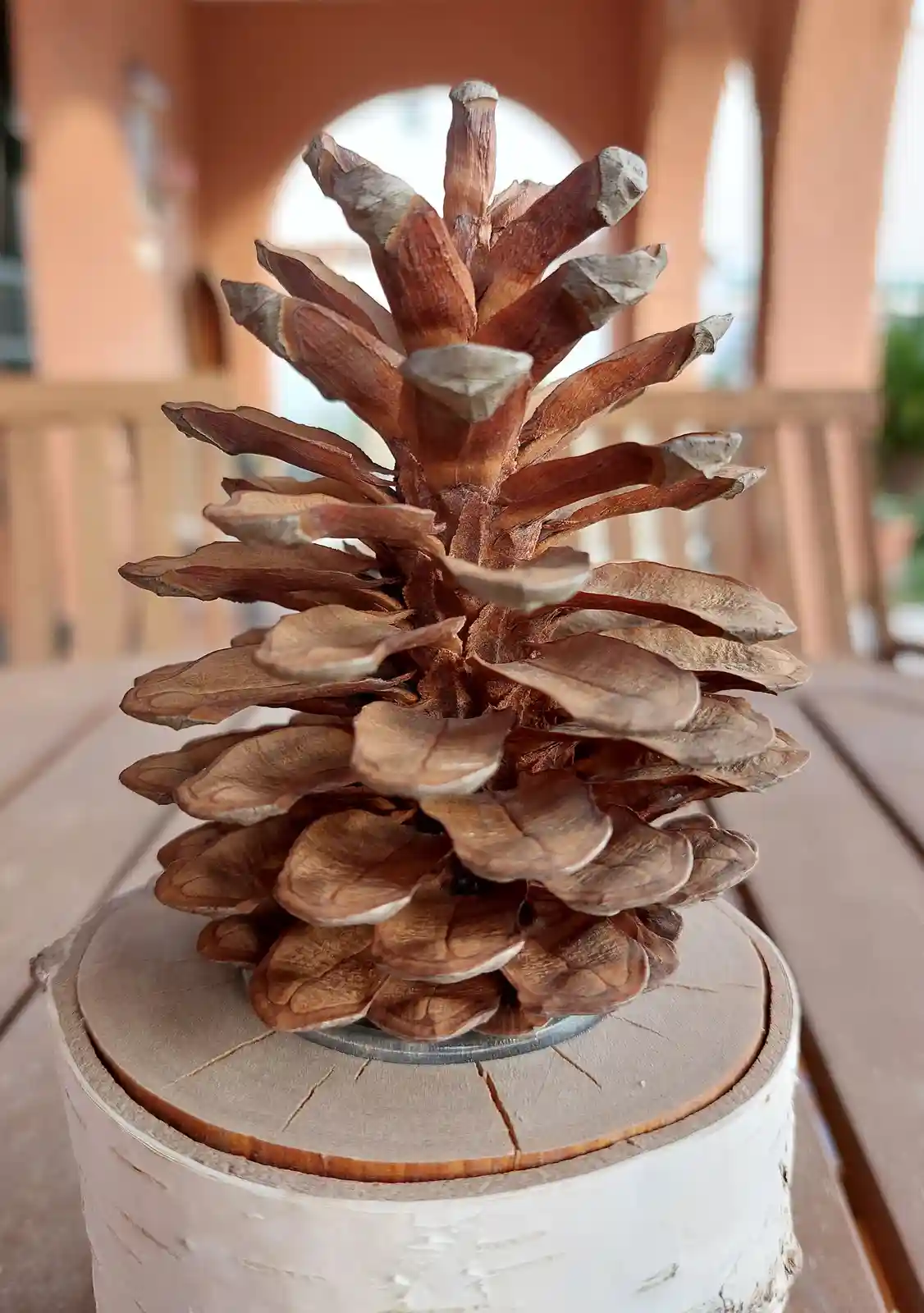 A large, dried pinecone with brown, layered scales sits atop a circular wooden base made from a birch tree stump, placed on…