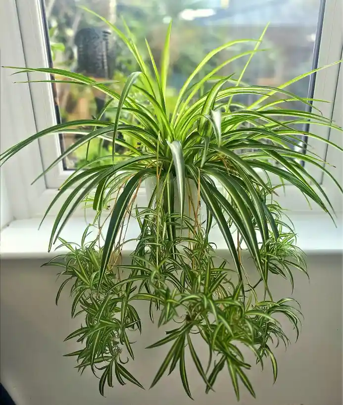 A lush, variegated spider plant with long, arching green and white leaves sits in a clear glass pot on a white windowsill…