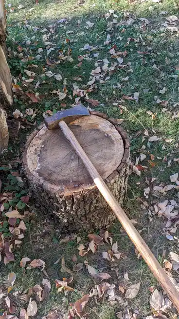 An axe with a wooden handle rests diagonally across a freshly cut tree stump in a grassy area scattered with dry autumn…