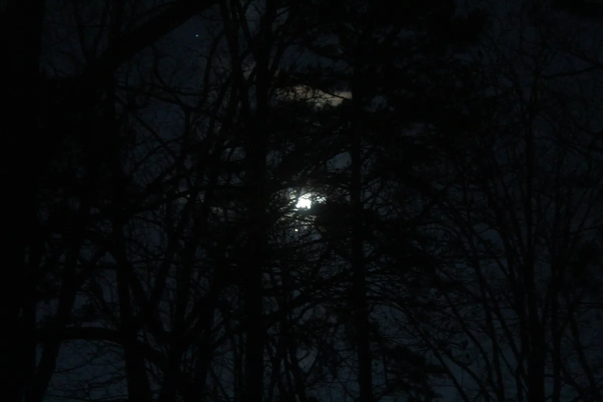 A dark night photo shows the moon partially obscured by the silhouettes of bare tree branches. The overlaid text reads 'i'm…