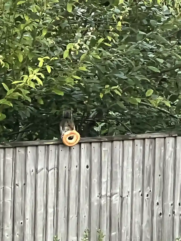 A squirrel is perched on top of a weathered wooden fence, holding a glazed donut in its paws. Behind it is a dense green…