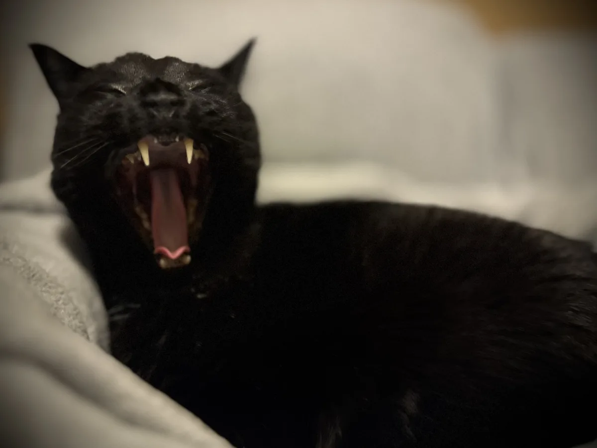 A black cat is lying on a light-colored surface with its mouth wide open, showing its teeth and tongue, giving the…