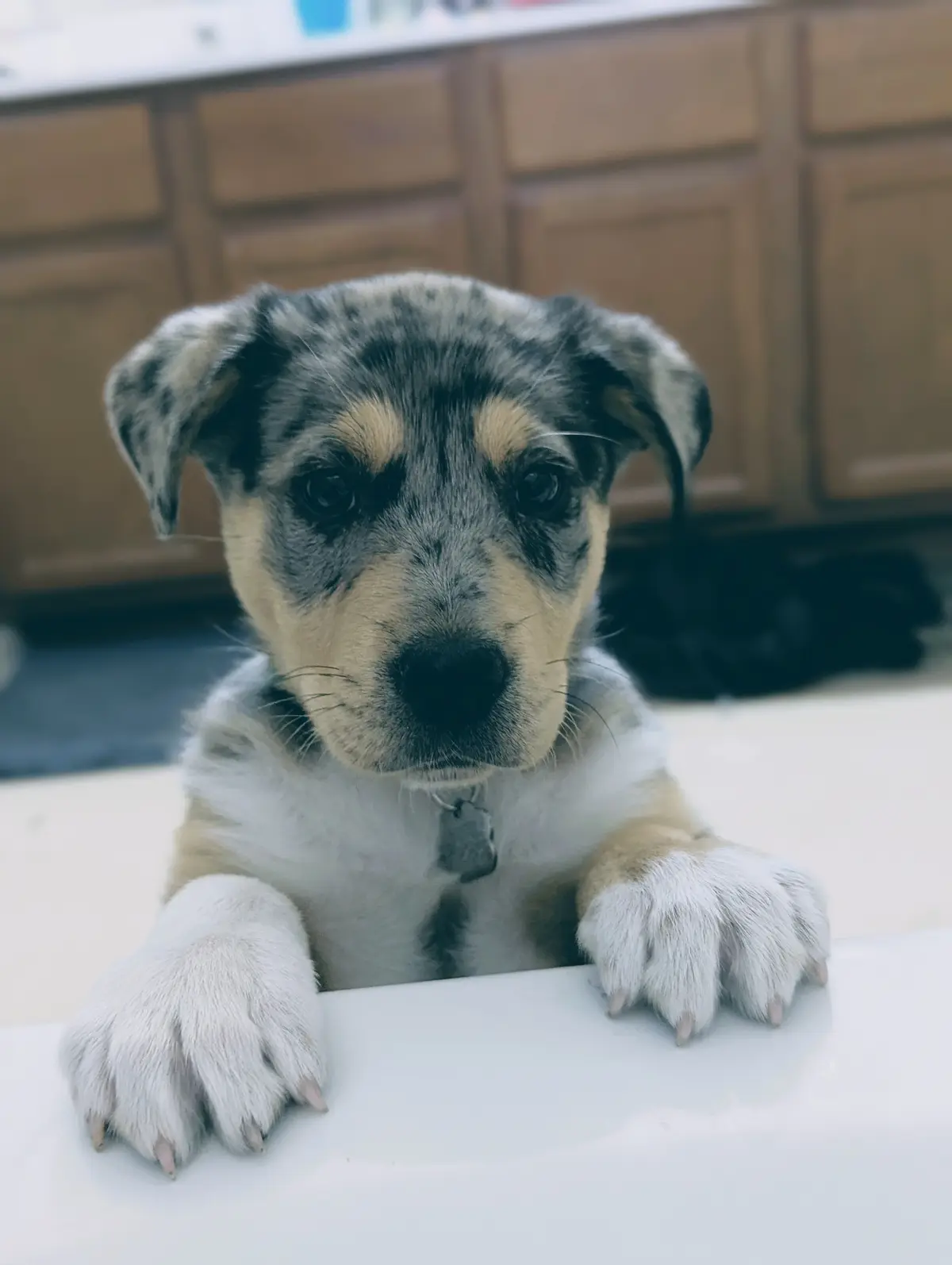 A close-up photo of a small, adorable puppy with a merle coat pattern (black, gray, and tan patches) and large, soulful…