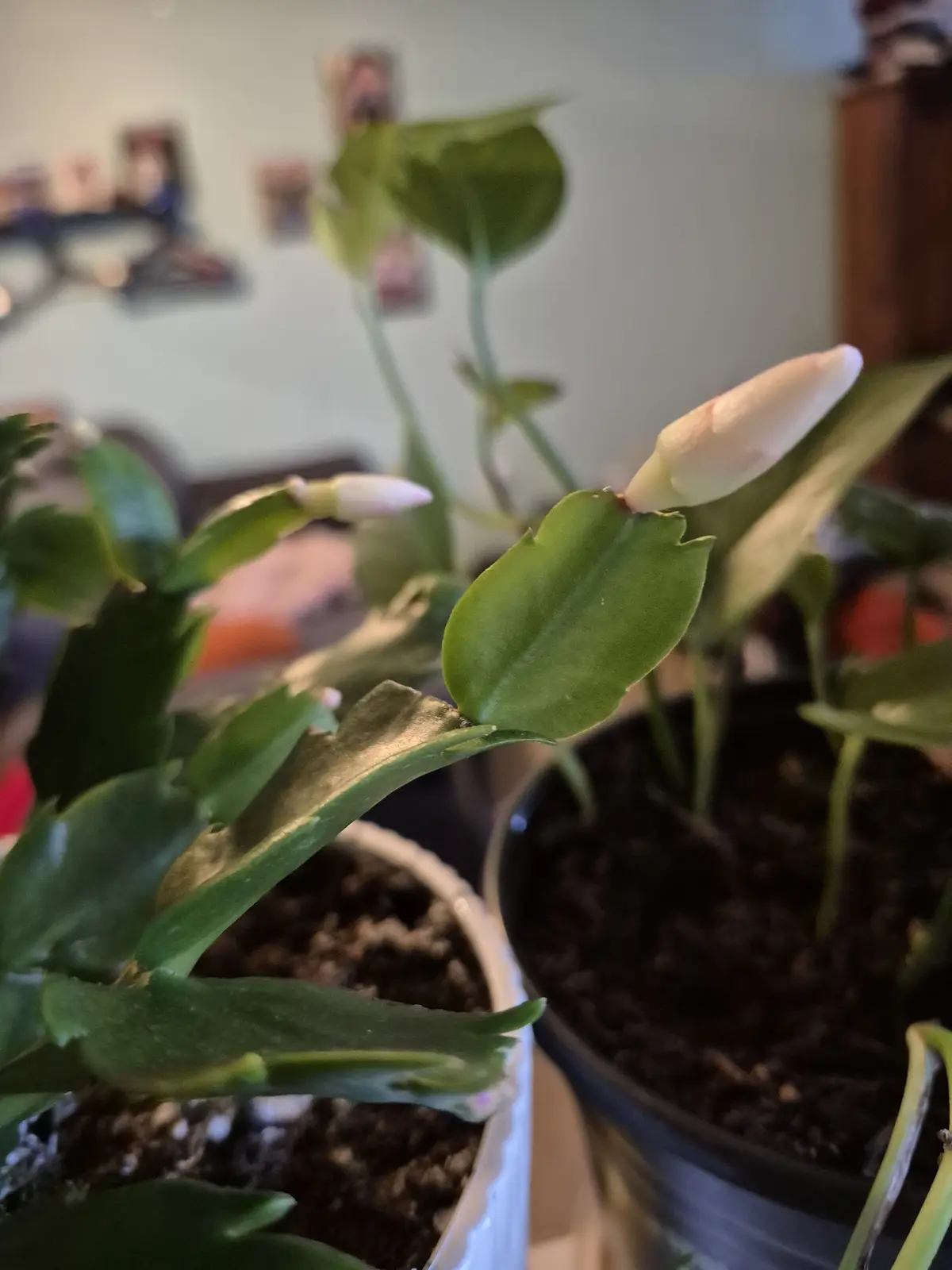 A close-up photo of a blooming Christmas cactus with several white flower buds emerging from its green, segmented leaves…