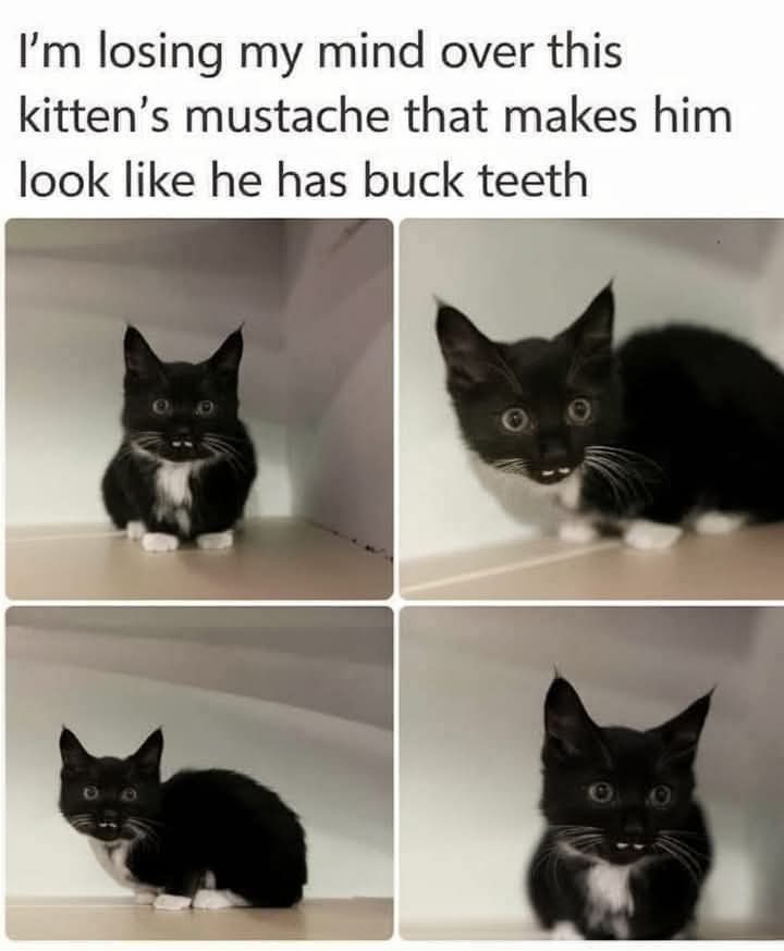 A four-panel image shows a black and white kitten in different poses, all featuring a prominent white mustache that visually…