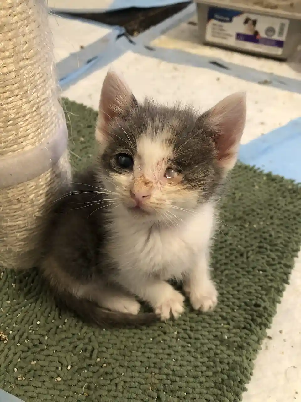 A small gray and white kitten with one normal eye and one cloudy, discolored eye sits on a green textured mat next to a…