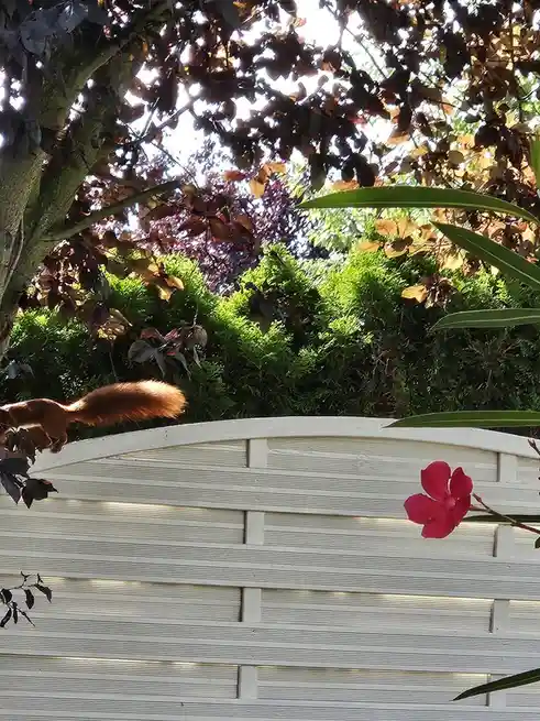 A red squirrel is seen from behind, perched atop a white wooden fence in a garden. The background features lush green bushes…