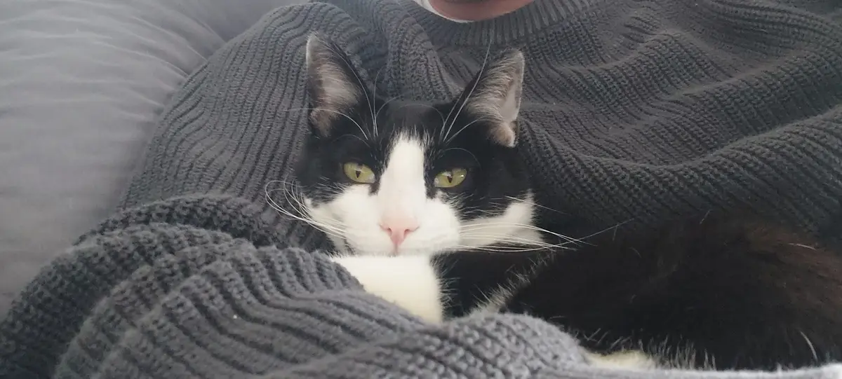A black and white cat with green eyes is nestled comfortably in a dark gray knitted sweater, looking directly at the camera…
