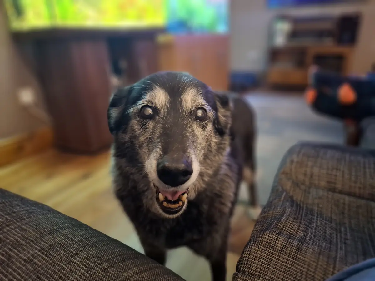 A close-up photo of an older, scruffy dog with a grumpy expression, standing in a living room and looking directly at the…