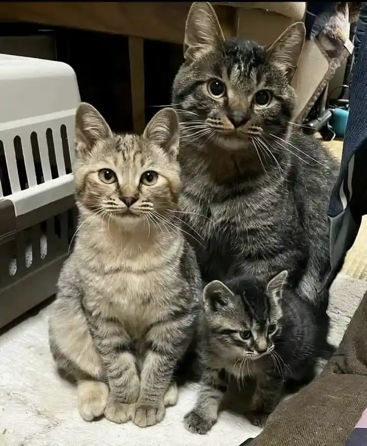 Three tabby cats — one large adult, one medium-sized kitten, and one small kitten — sit together on a white surface, looking…