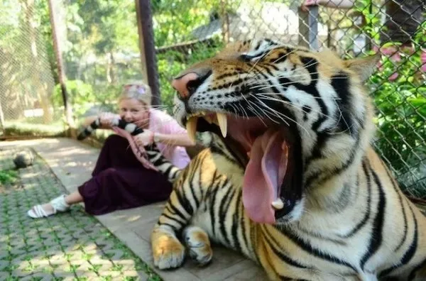 A woman in a pink shirt and purple pants sits on the ground in a tiger enclosure, smiling as she pets a large tiger that is…