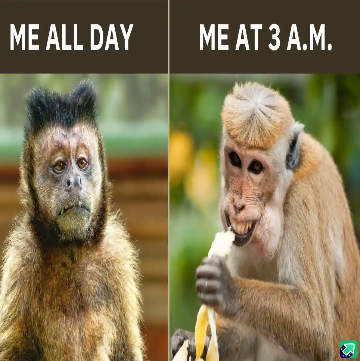The image is split into two panels. The left panel shows a monkey with a tired, bored expression under the text 'ME ALL…