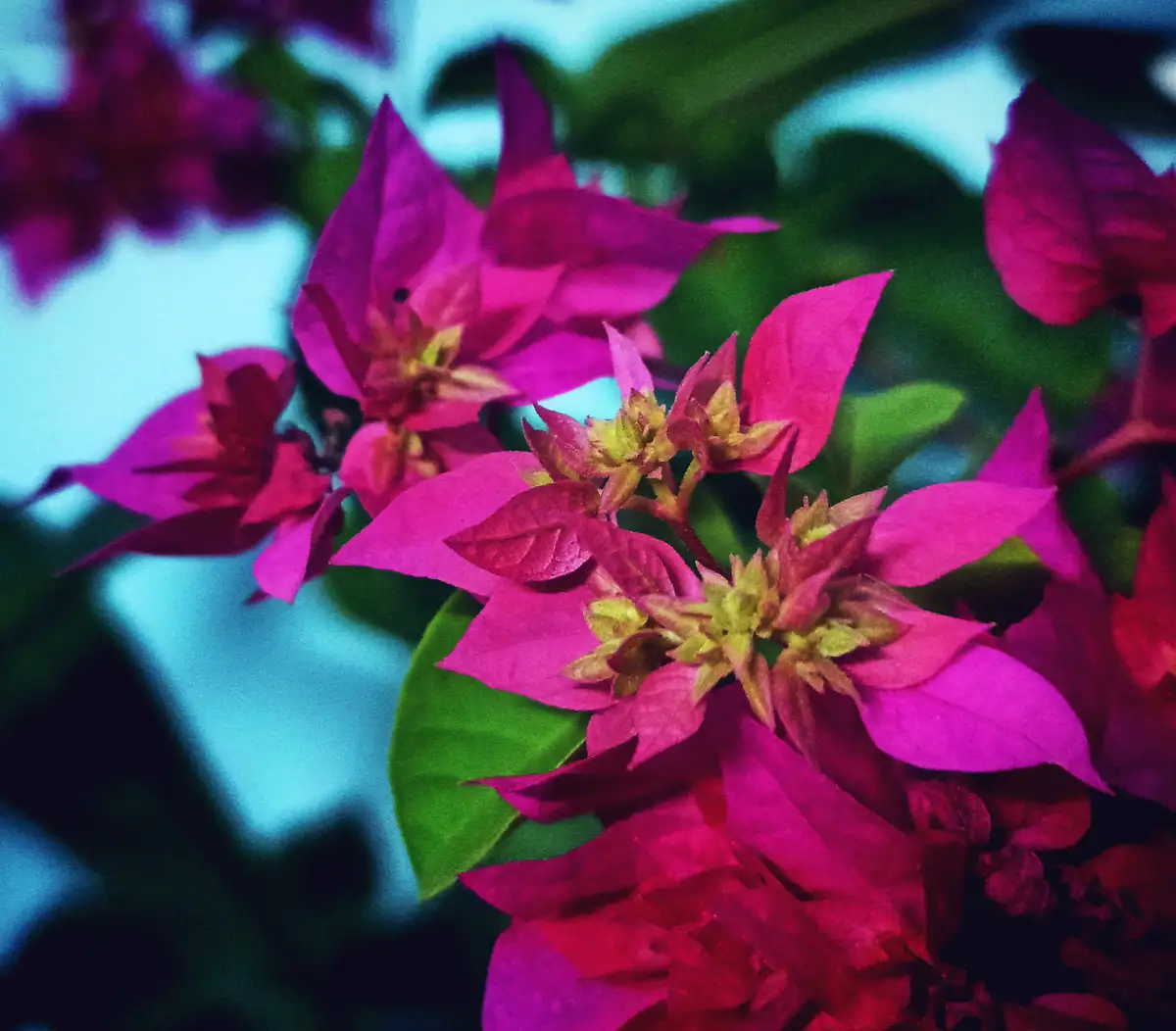 A close-up photo of vibrant pink bougainvillea flowers with green leaves, overlaid with the text 'i'm not a flower, i'm a…