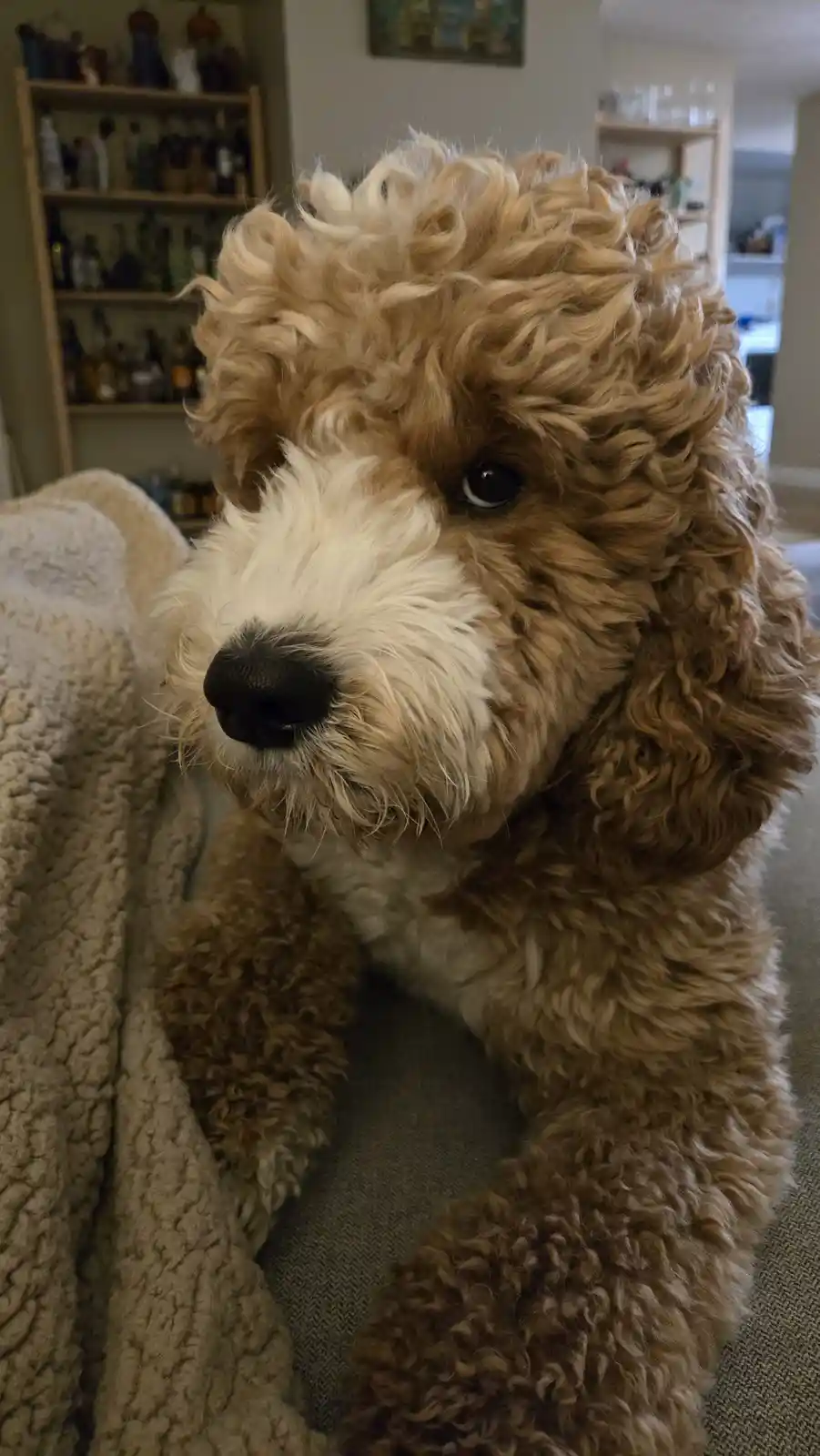A close-up photo of a fluffy, curly-haired brown and white dog with a sad, soulful expression, looking off to the side while…