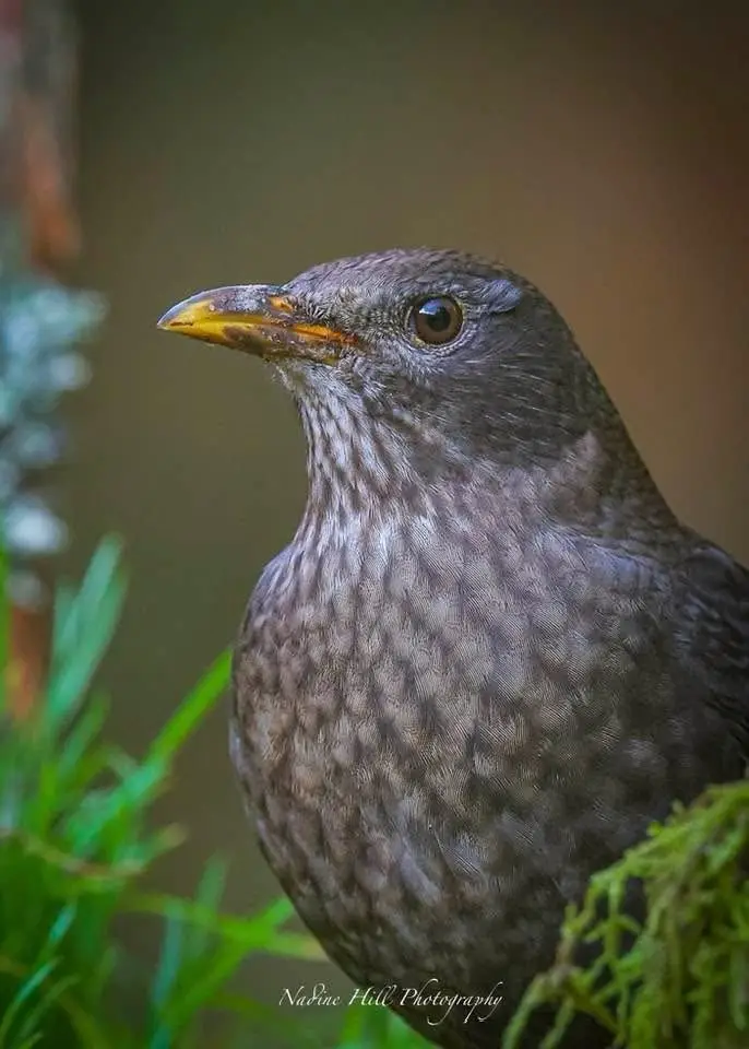 A close-up photograph of a dark-feathered bird, likely a blackbird, perched on mossy greenery with a blurred natural…