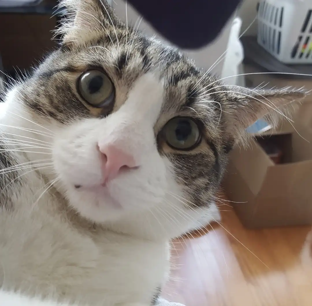 A close-up photo of a tabby and white cat with wide, startled-looking green eyes staring directly at the camera. The cat's…