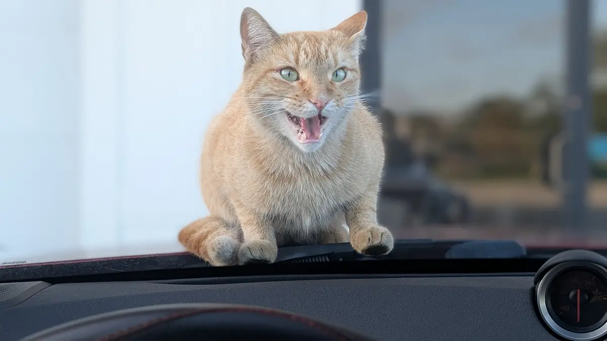 An orange tabby cat sits atop a car's dashboard, mouth wide open in a snarl or yawn, staring intensely at the camera. The…