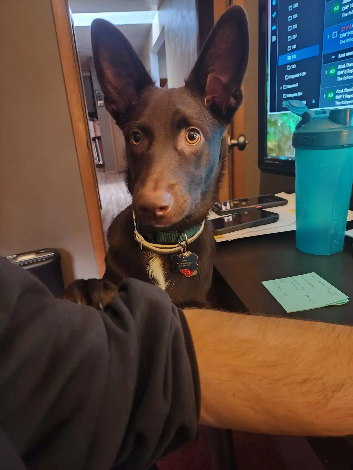 A dark brown dog with large, alert ears and wide, pleading eyes stares directly at the camera from behind a desk. The dog…