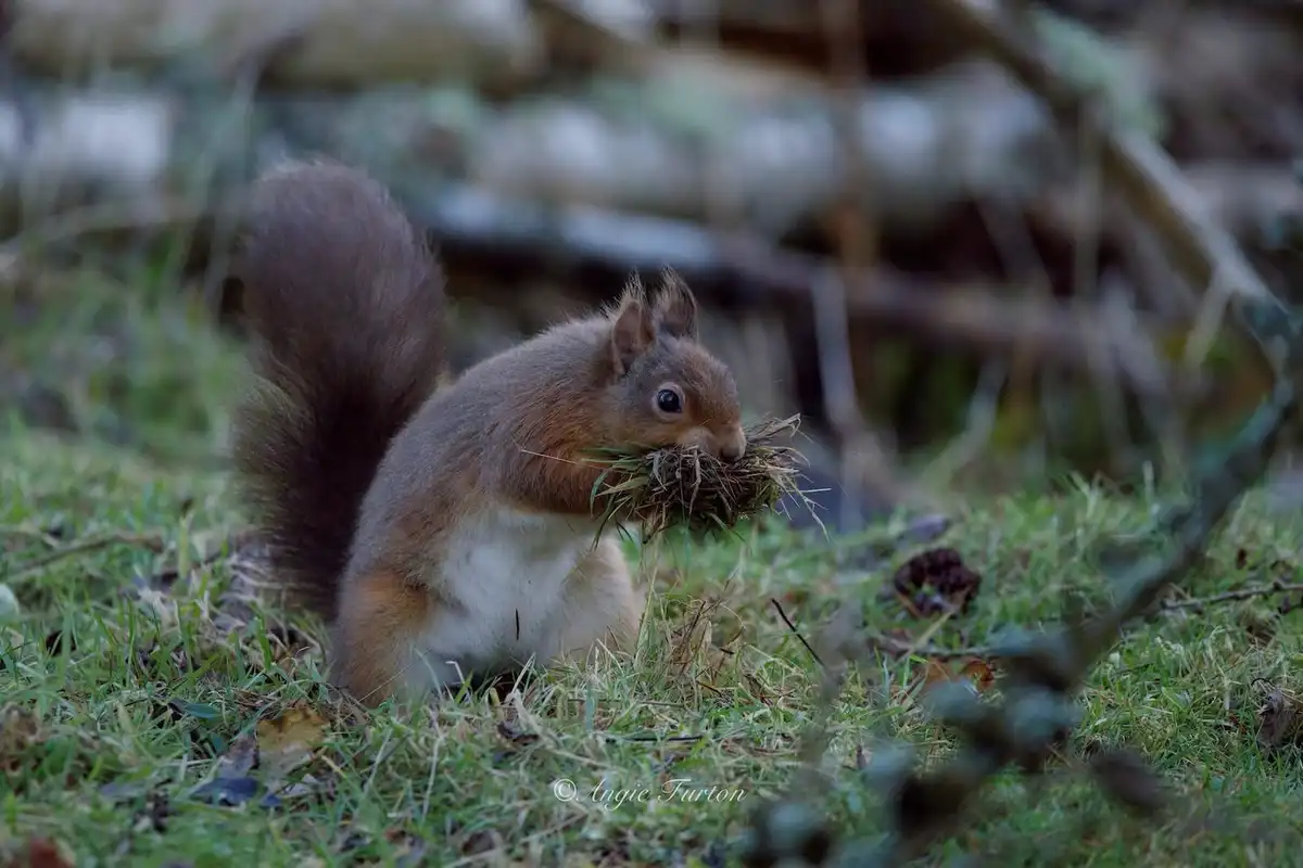 a red squirrel with a bushy tail sits on grass holding a clump of grass and twigs in its mouth, looking directly at the…