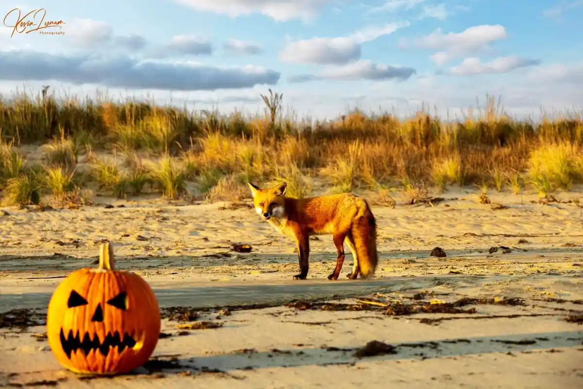 A red fox stands on a sandy beach looking toward a carved jack-o'-lantern in the foreground, with dunes and a partly cloudy…