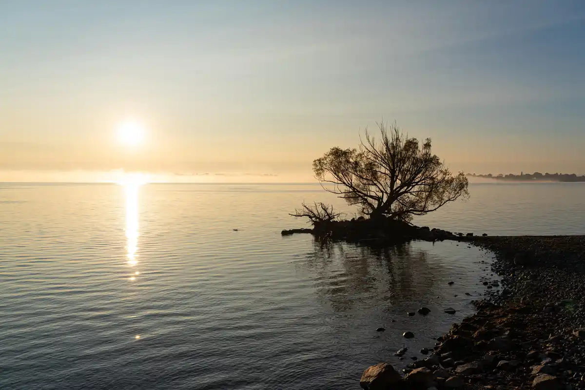 A serene sunrise over calm water with a lone tree on a small rocky shore, its silhouette highlighted by the golden light…